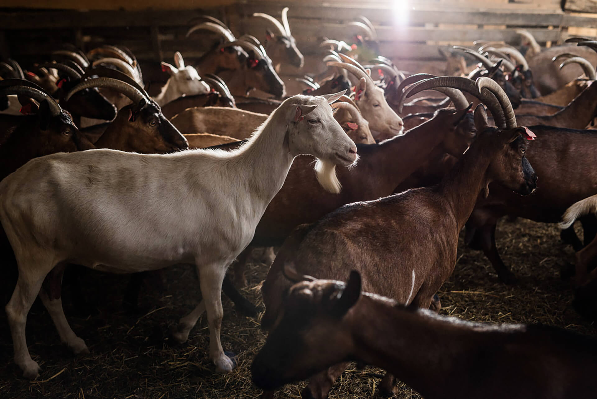 The Heart of Istrian Traditions: Why Goat Farming Matters